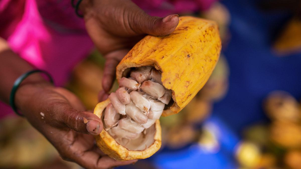 The big chocolate meltdown | Why 2024 cocoa prices are driving people nuts